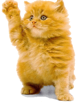 Cat Waving Gif