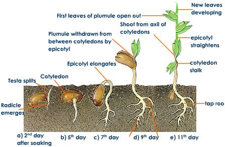 Bean plant growth chart diagram