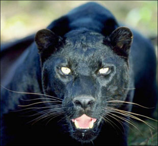 Black Leopards in India I Myths around Black Panther